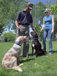 dogtrain4